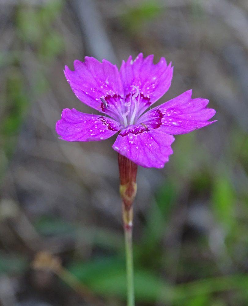 Steenanjer